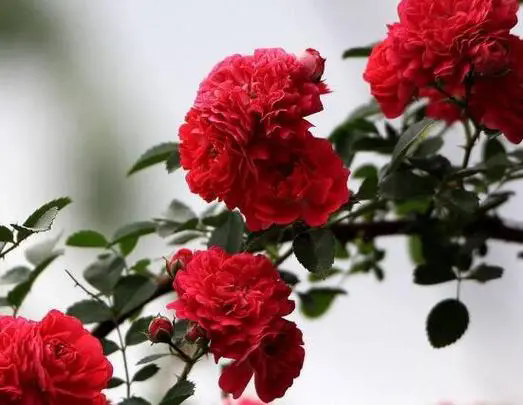 <b>探索蔷薇花谱中的绚丽品种</b>