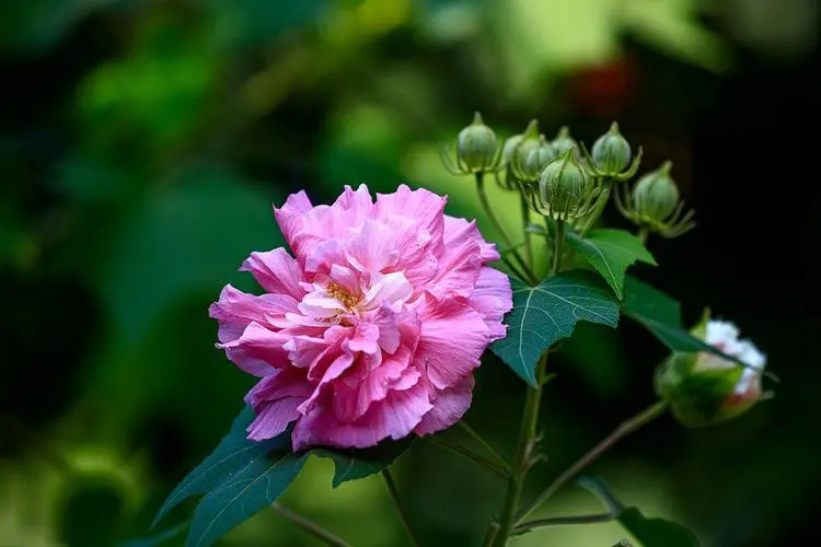 芙蓉花水培，如何打造清新雅致的家居景观？