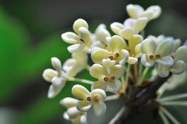 桂花与茉莉花香品鉴，谁的香气更胜一筹？