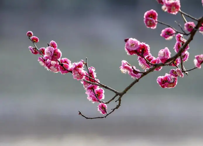 <strong>探寻梅花经典品种，解锁冬日里的芬芳传奇（附各品种图片）</strong>