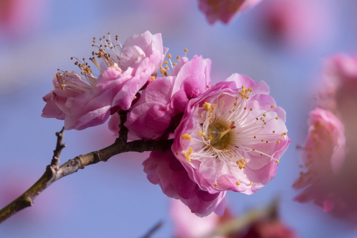 探寻梅花经典品种，解锁冬日里的芬芳传奇（附各品种图片）