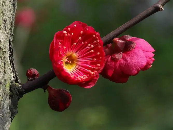 探寻梅花经典品种，解锁冬日里的芬芳传奇（附各品种图片）