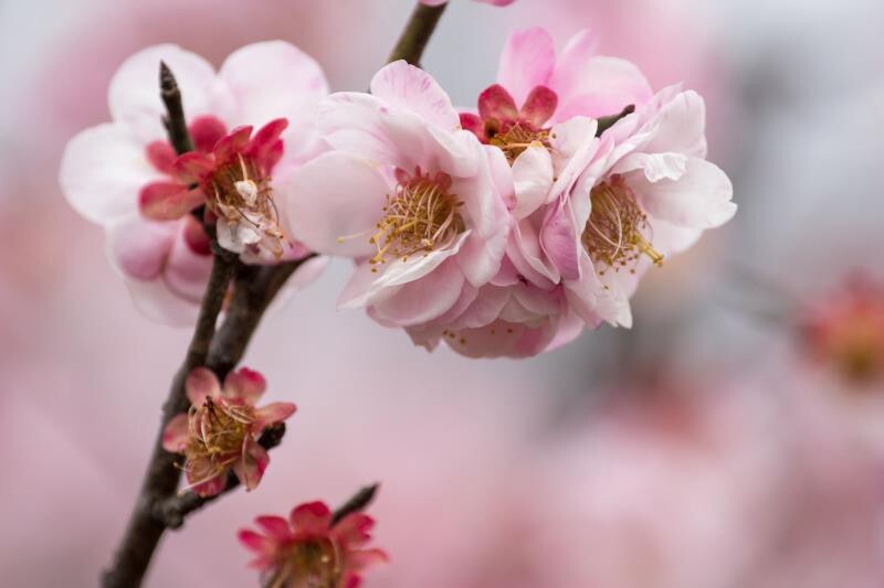 探寻梅花经典品种，解锁冬日里的芬芳传奇（附各品种图片）