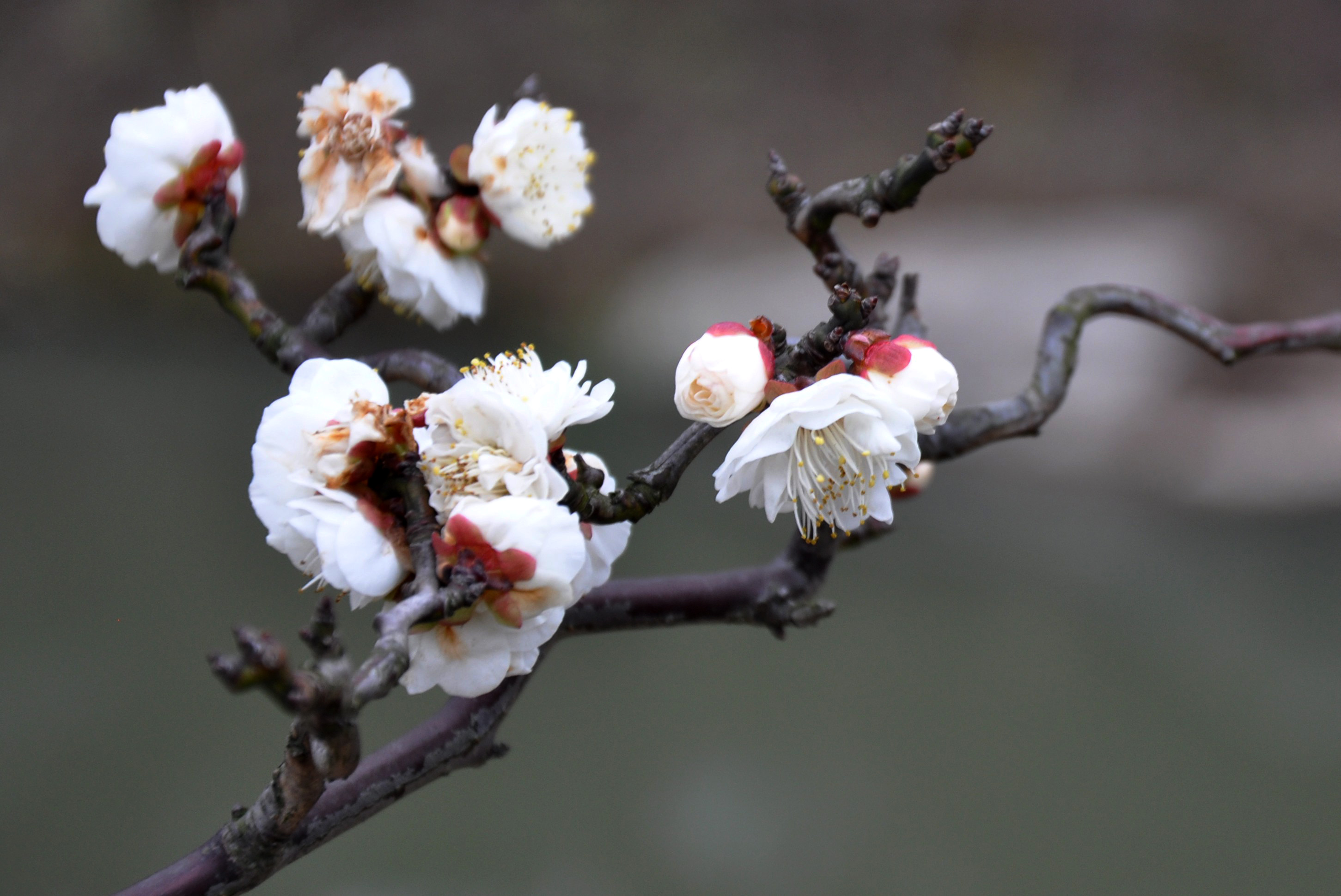 探寻梅花经典品种，解锁冬日里的芬芳传奇（附各品种图片）