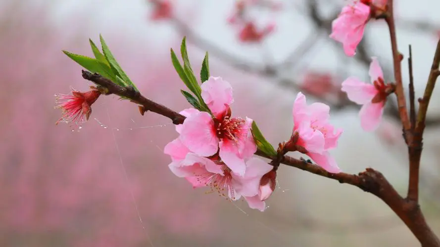 三月桃花春光，何时何地遇见最美的桃花盛开美景