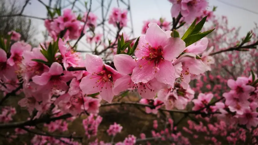 三月桃花春光，何时何地遇见最美的桃花盛开美景