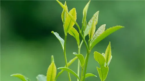 <b>阳台茶艺，一文掌握适合阳台种植的茶叶品种与管理技巧！</b>