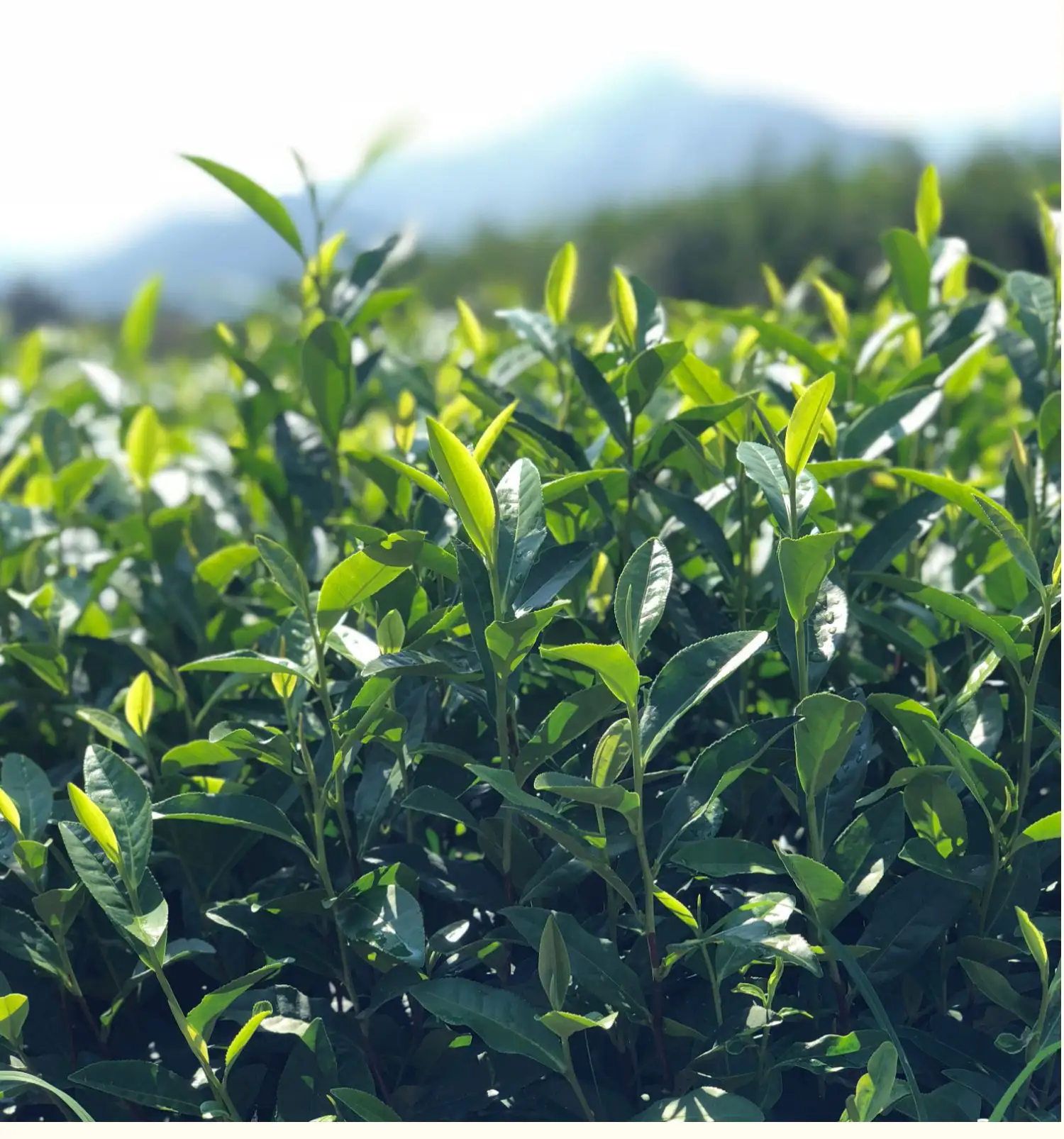 阳台茶艺，一文掌握适合阳台种植的茶叶品种与管理技巧！