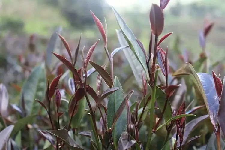 阳台茶艺，一文掌握适合阳台种植的茶叶品种与管理技巧！