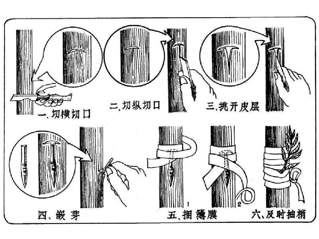 果树嫁接全攻略-从技术到实践，打造专属果园