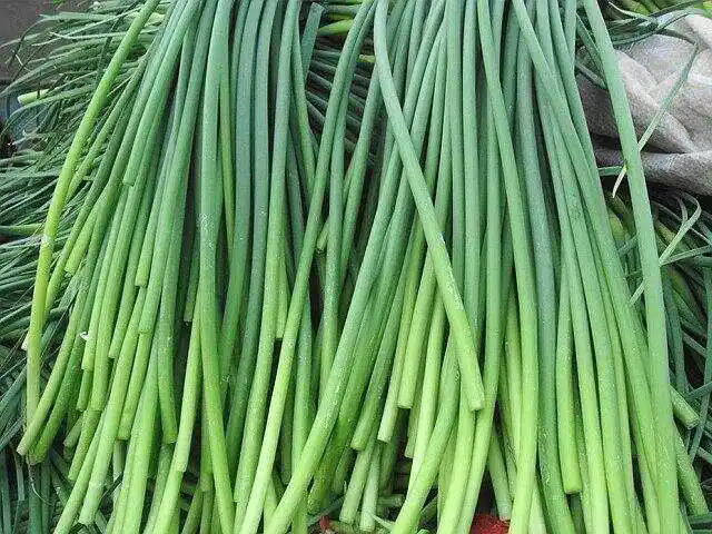 从蒜到苔：蒜苔种植，揭秘阳台蒜苔成长记