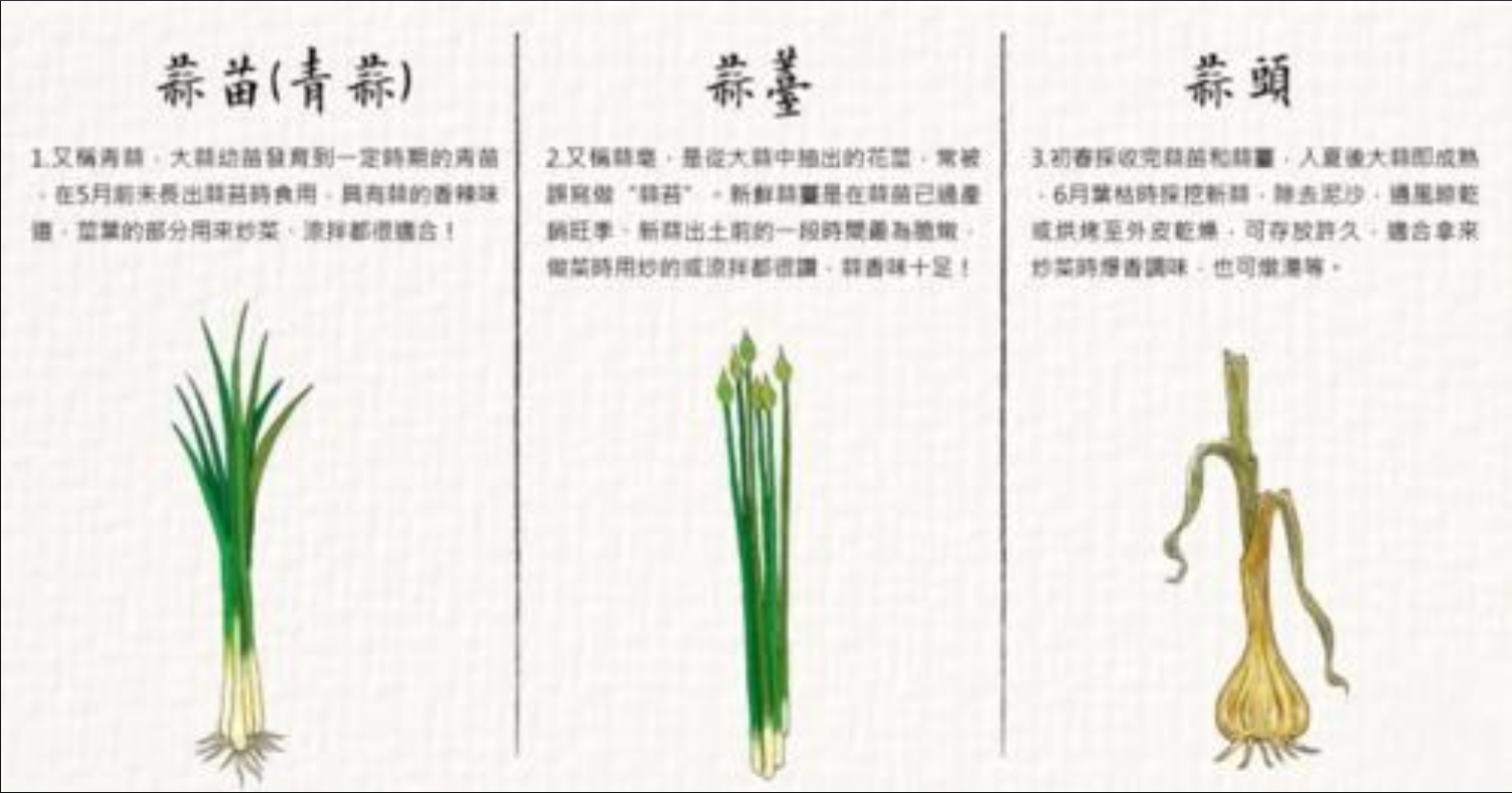 从蒜到苔：蒜苔种植，揭秘阳台蒜苔成长记