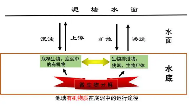 池塘水质五大关键措施，守护渔业养殖的生命线！