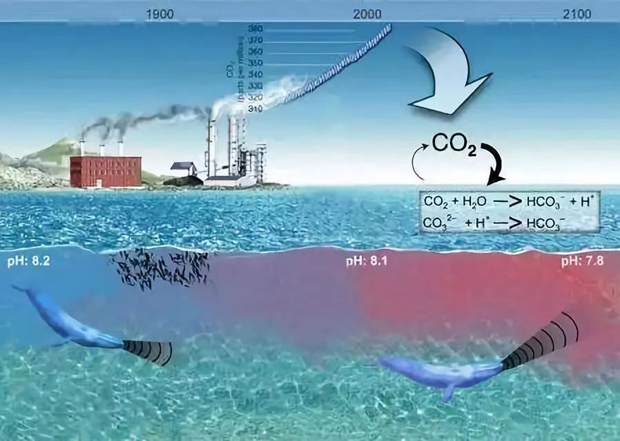 海水养殖：水质调控，构建健康海洋生态的必修课！