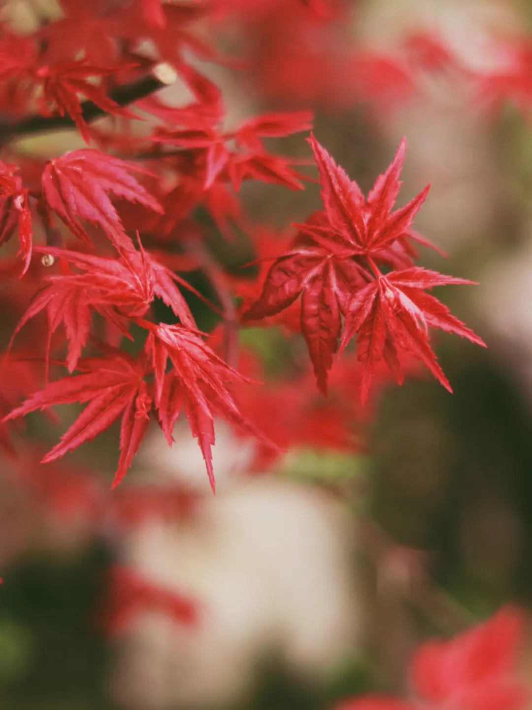 日本红枫四季之美！春天的绿，夏天的浓，秋天的红，冬天的静！