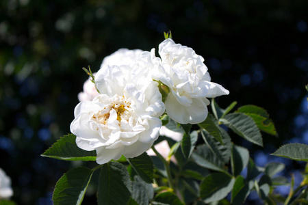 <b>白玫瑰：真实存在的白色花朵，揭秘其生长习性与花语寓意！</b>