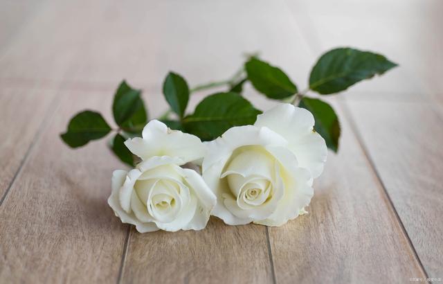 <b>白玫瑰：纯洁之爱的浪漫诠释，解读其花语与情感寓意！</b>