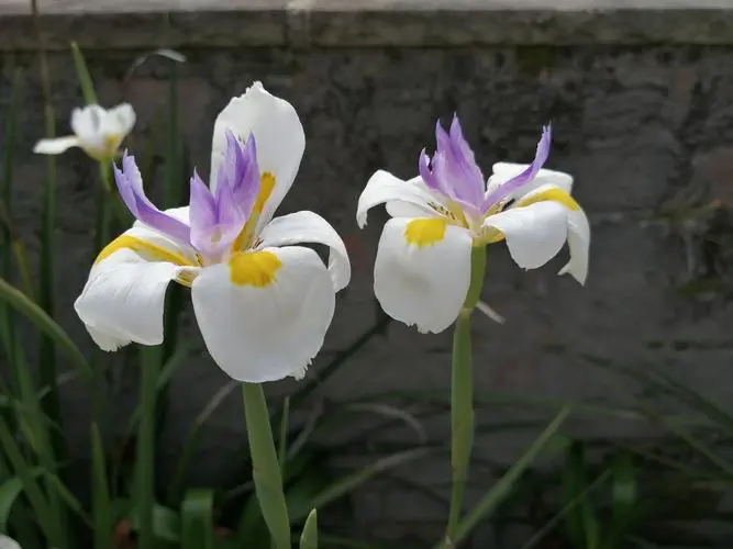 小花鸢尾植物界的小清新：虽非兰花，却同样优雅迷人