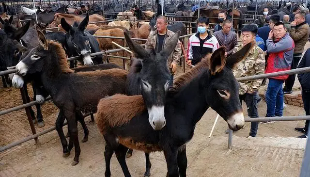 驴养殖周期与经济效益与成本利润考量，养殖财富规划分享