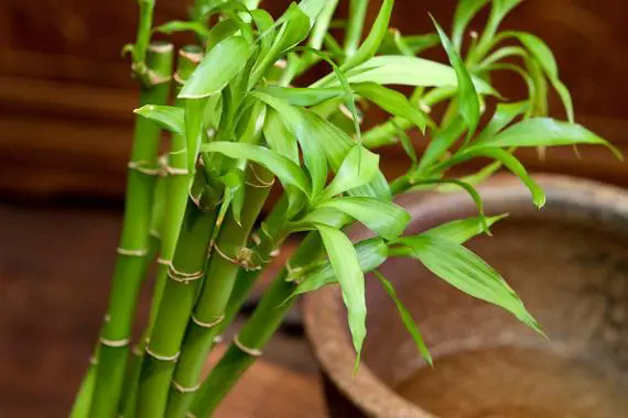 富贵竹：风水之宝与室内装饰，探索其多重价值！