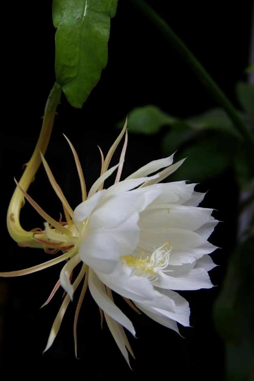 昙花一现，诠释生命之美：探索其花语与深邃象征，感悟瞬间永恒