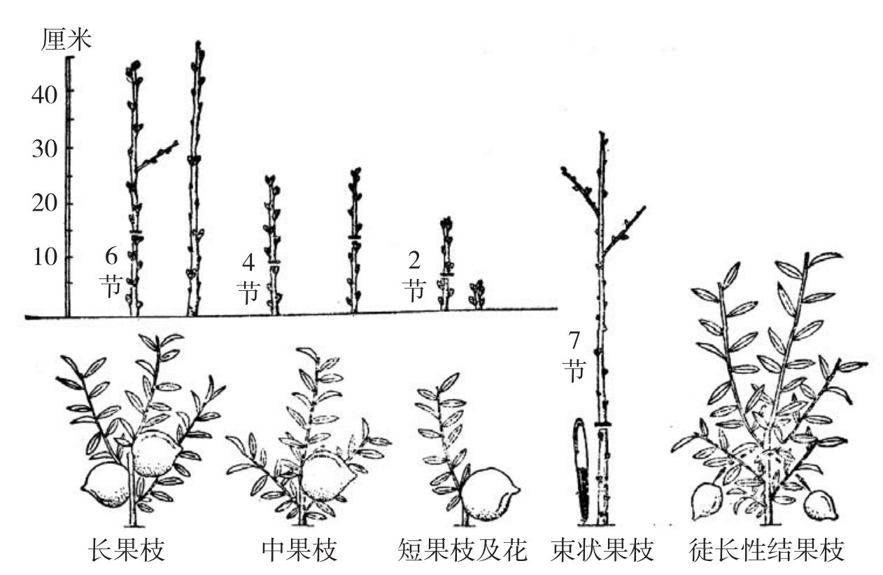 油桃树修剪指南：手把手教你如何塑造高产树形