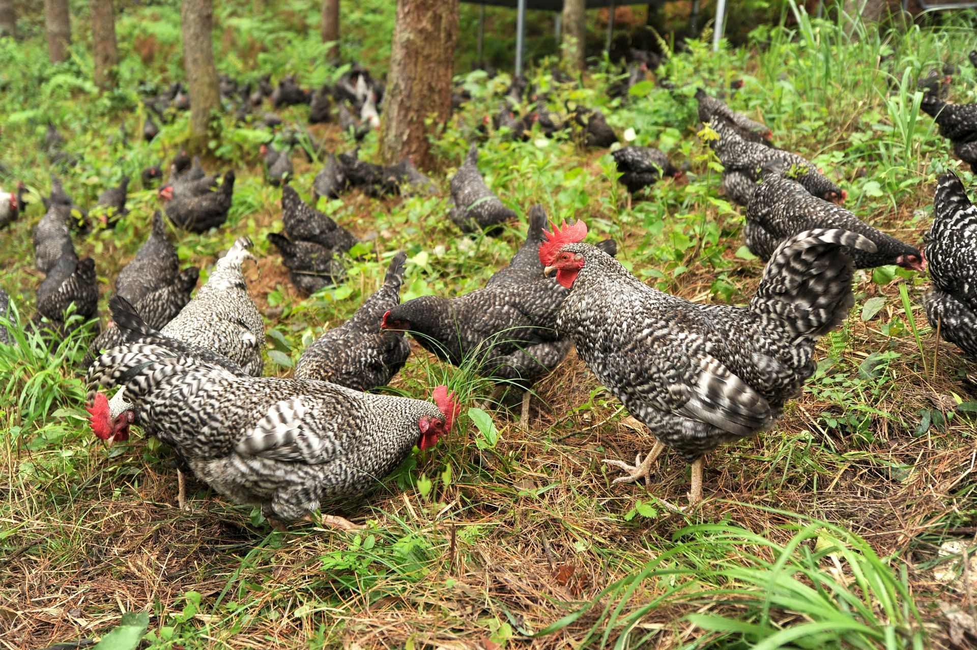 <b>芦花鸡高效养殖方法大公开：从选种到盈利的全流程养殖秘籍！</b>