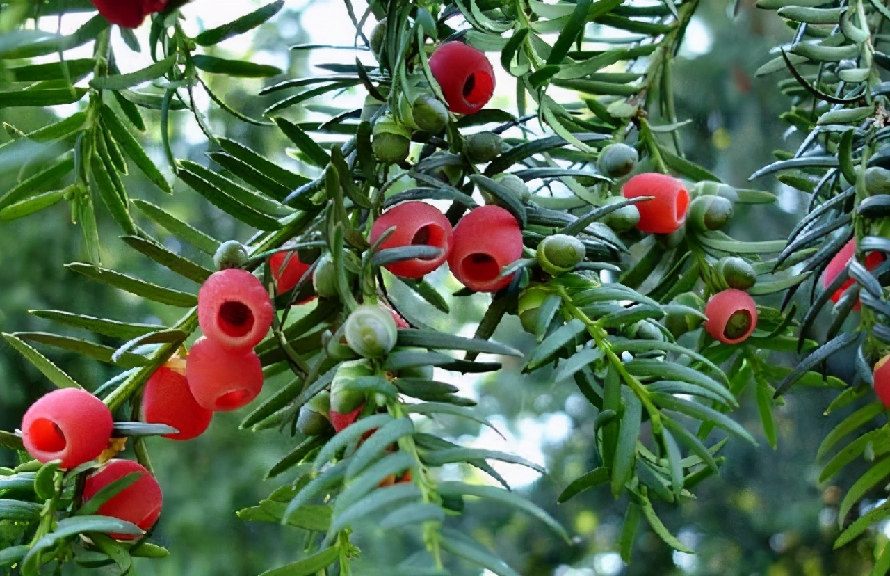 <b>珍稀植物保护红豆杉：国家一级保护植物的生态价值</b>