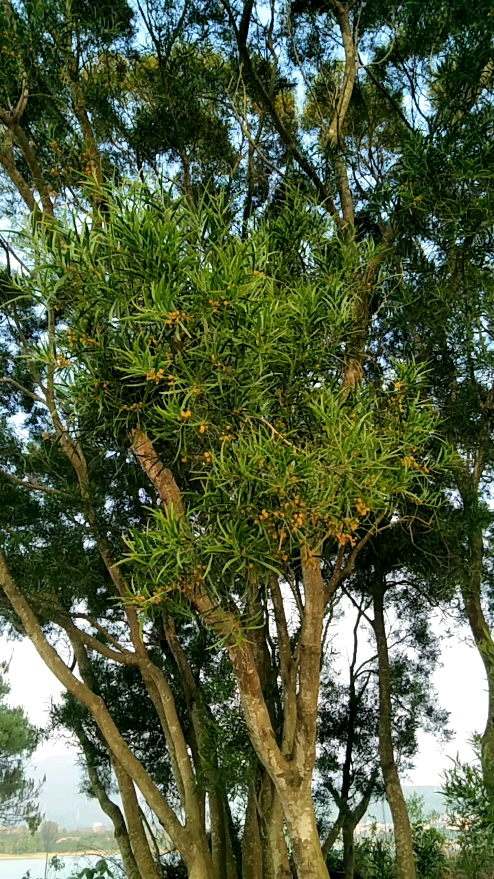 珍稀植物保护红豆杉：国家一级保护植物的生态价值