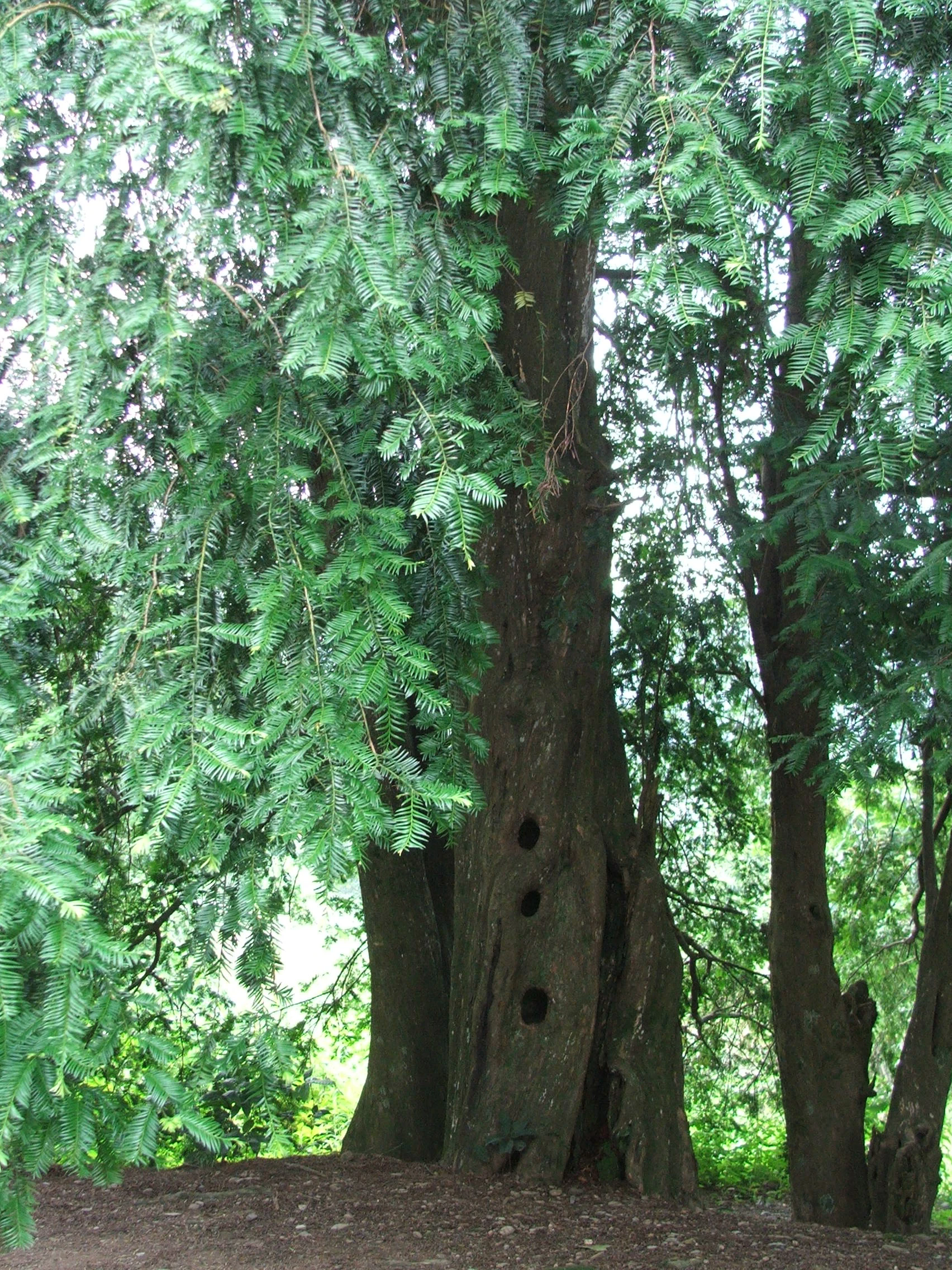 珍稀植物保护红豆杉：国家一级保护植物的生态价值