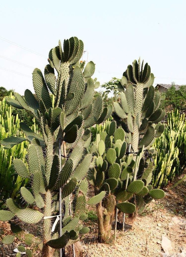 揭秘仙人掌究竟是草本植物还是隐藏的木本植物？