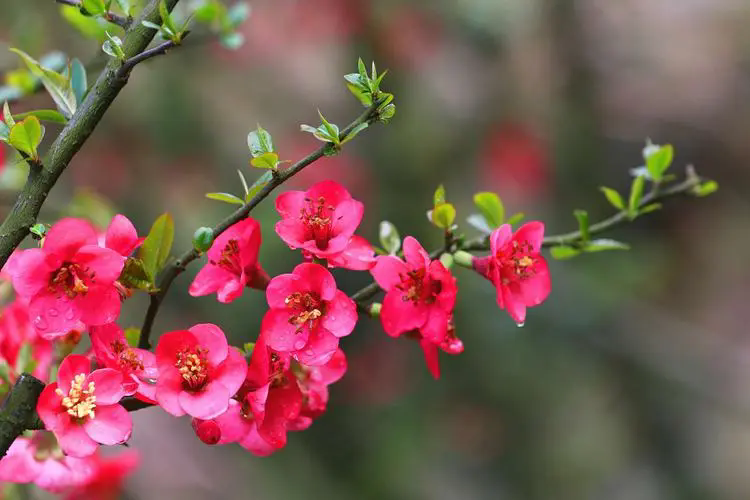 <b>探秘海棠花最美品种，每一朵都散发着迷人的香气，绽放着春天的诗篇！</b>