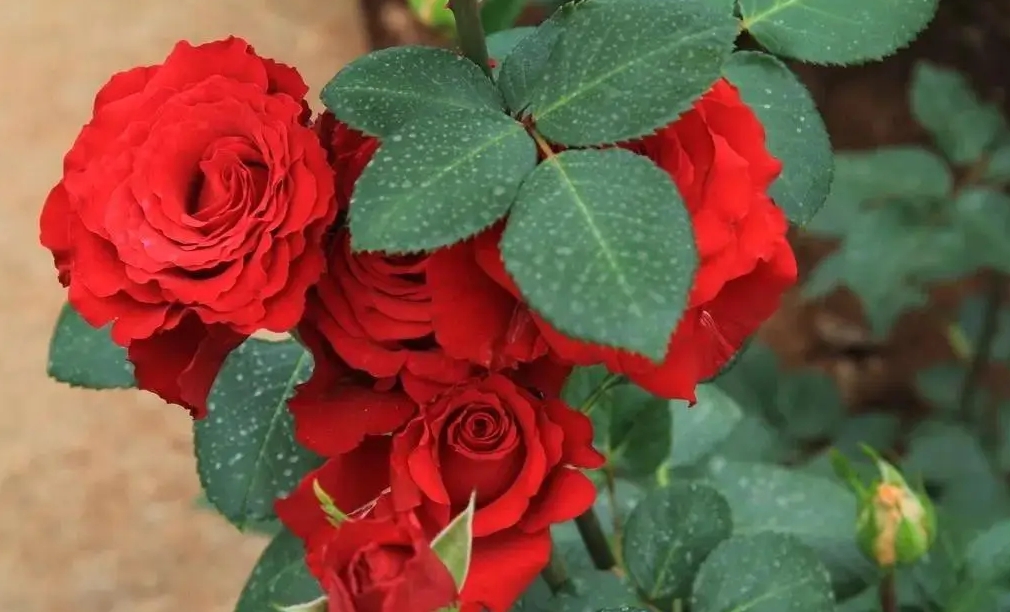 <b>玫瑰花种植全攻略，从土壤到花朵，培育出浪漫与美丽？</b>