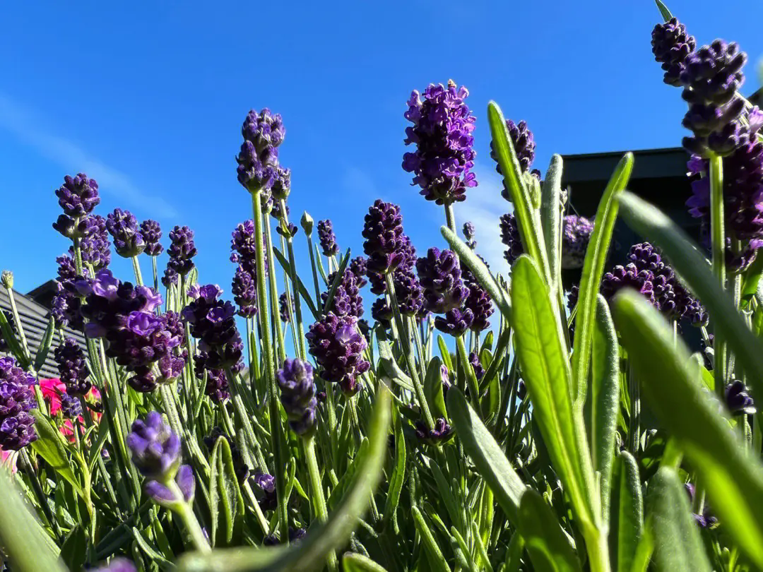 薰衣草播种时间与开花季节全解析，让每一粒种子都绽放成紫色浪漫花海