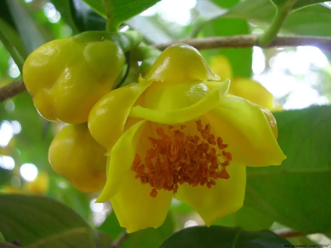 <b>金花茶种植与养护的艺术，让金色花朵在绿意中璀璨绽放！</b>