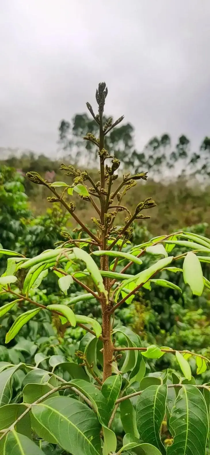 桂圆促花秘籍，打造繁花似锦的果园天堂