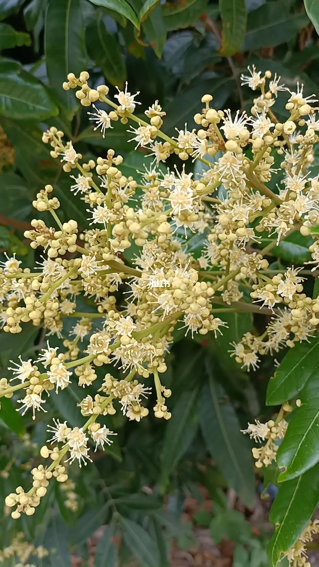 桂圆促花秘籍，打造繁花似锦的果园天堂