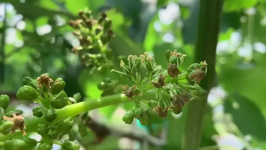 葡萄花开至硕果累累，揭秘“时间魔法”，品尝自然的馈赠！