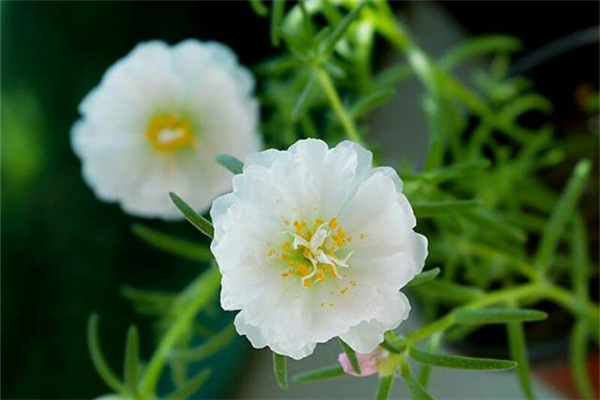 <b>揭秘半枝莲：美丽与药用并存的多年生草本植物，花卉界的璀璨明珠</b>