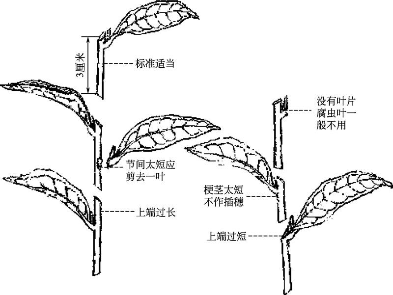 茶梅扦插全教程-绿叶新生，枝条魔法，实现茶梅扦插繁衍之美！