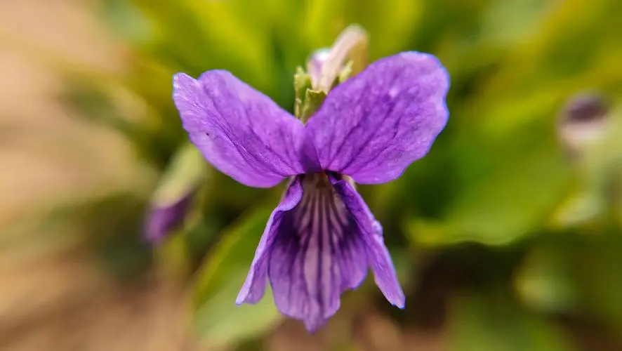 紫花地丁花期揭秘：花开时节春意盎然，探寻早春野花的秘密魅力！