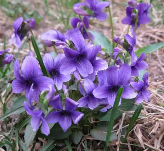 紫花地丁花期揭秘：花开时节春意盎然，探寻早春野花的秘密魅力！