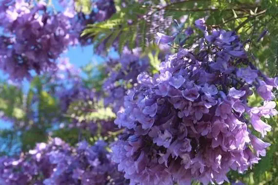 蓝花楹花期揭秘；绚烂花期，紫色浪漫，揭秘城市绿化中的紫色浪漫与生态价值