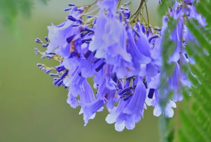 蓝花楹花期揭秘；绚烂花期，紫色浪漫，揭秘城市绿化中的紫色浪漫与生态价值