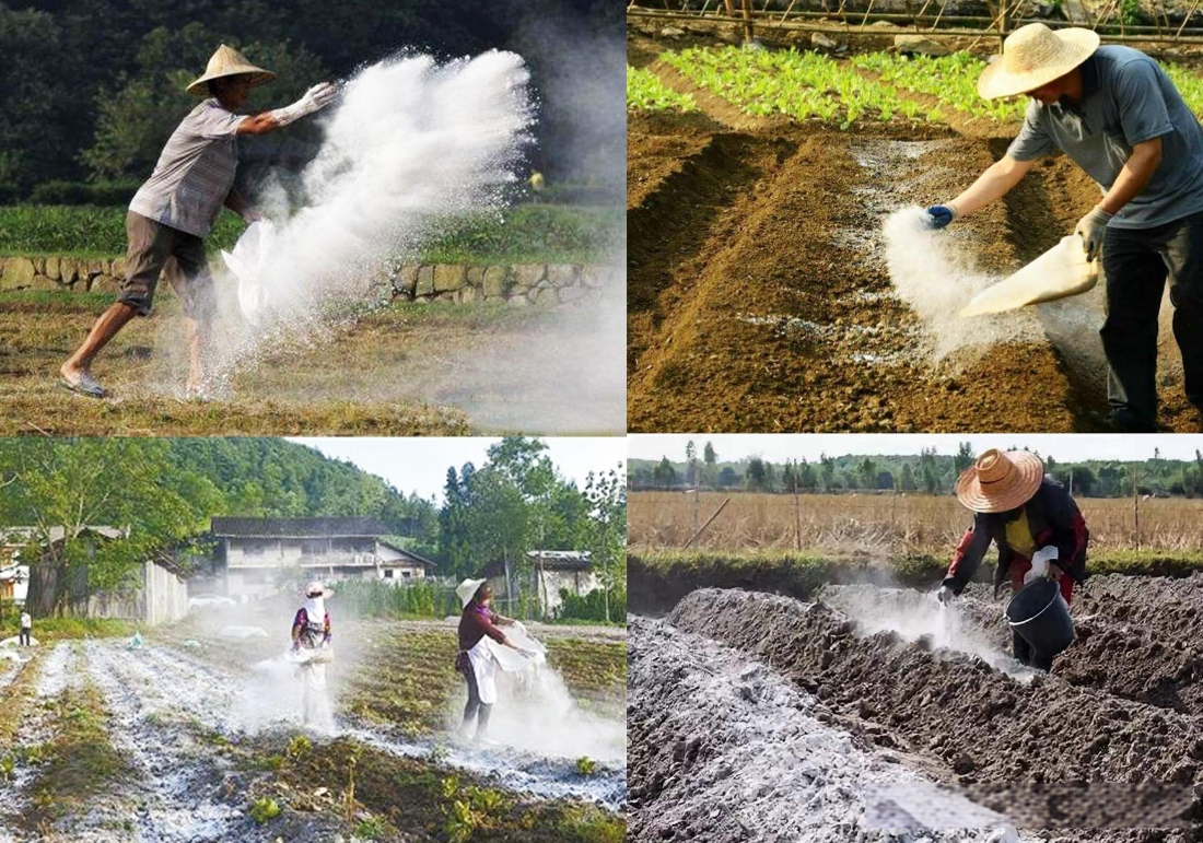 揭秘石灰乳剂在农业种植中的神奇作用：调节土壤酸碱、防治病虫、增产提质