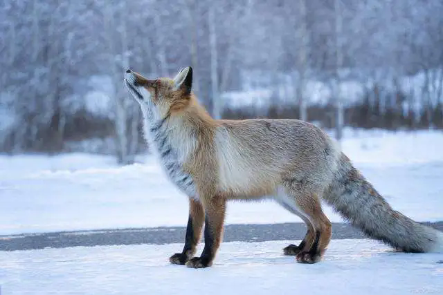 <b>狐狸人工养殖的奇妙旅程，揭秘野生狐狸的驯化之路！</b>