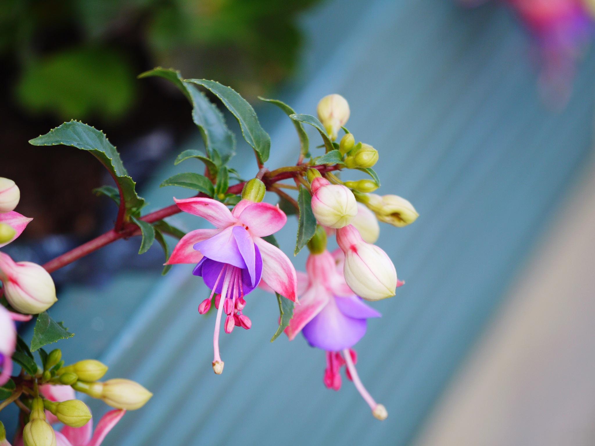 高温不怕！瑞香花夏日养护全攻略