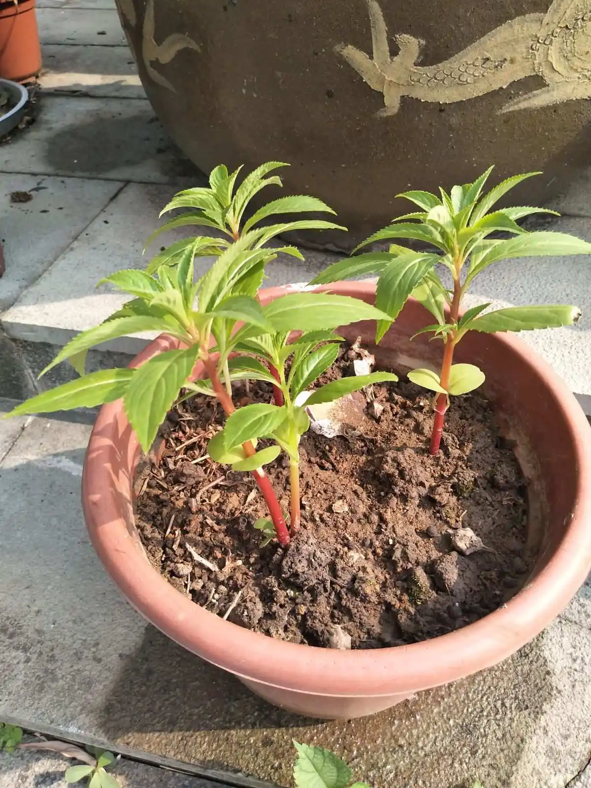 凤仙花盆栽秘籍：轻松打造繁花似锦的阳台小花园！