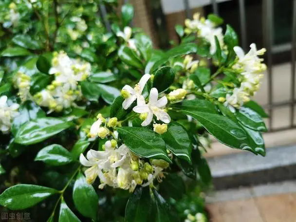 一嗅倾城！九里香开花花期全揭秘，芬芳持久满人间