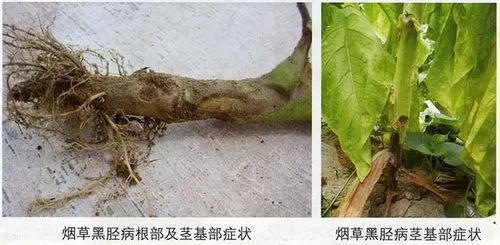 黑胫病的症状与有效治疗，守护农作物的健康生长！